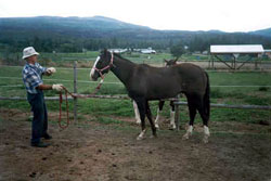 Ambassador, 3 year old Quarter Horse cross available for adoption