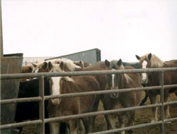 PMU horses awaiting slaughter