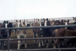 PMU horses awaiting slaughter