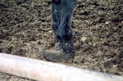 Hoof of one horse awaiting slaughter at Bouvry Exports, Alberta