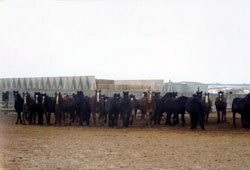 Brocket feedlot, Alberta