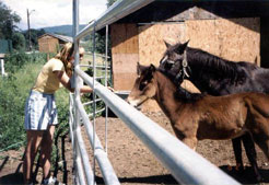 Romeo, gelding yearling available for adoption