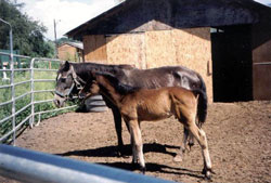 Romeo, gelding yearling available for adoption