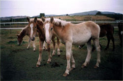 PMU foals bound for California, Sept. 2001