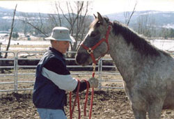 Gary with rescued horses