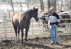 Gary with rescued horses