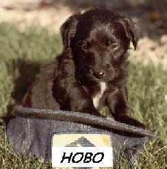 Hobo