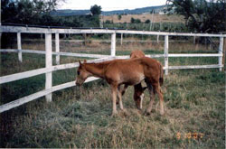 Rescued PMU foals Jasper and Jasmine