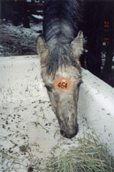 Rescued draft-cross foal, Kismet, in 2002