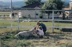 Tending rescued PMU foal with pneumonia