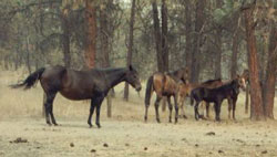 Pregnant foal