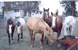 Premarin horses