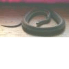 A Snake Called Phatlington