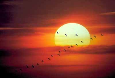geese in sunset