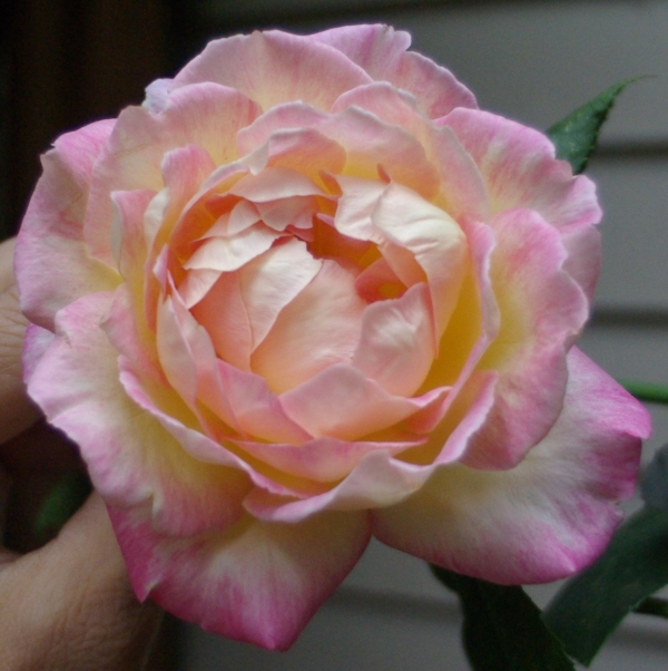 image of The Rosebush