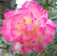 y-rosebush1.jpg