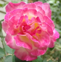 y-rosebush3.jpg