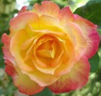 y-rosebush4.jpg