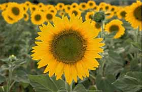 y-sunflower.jpg