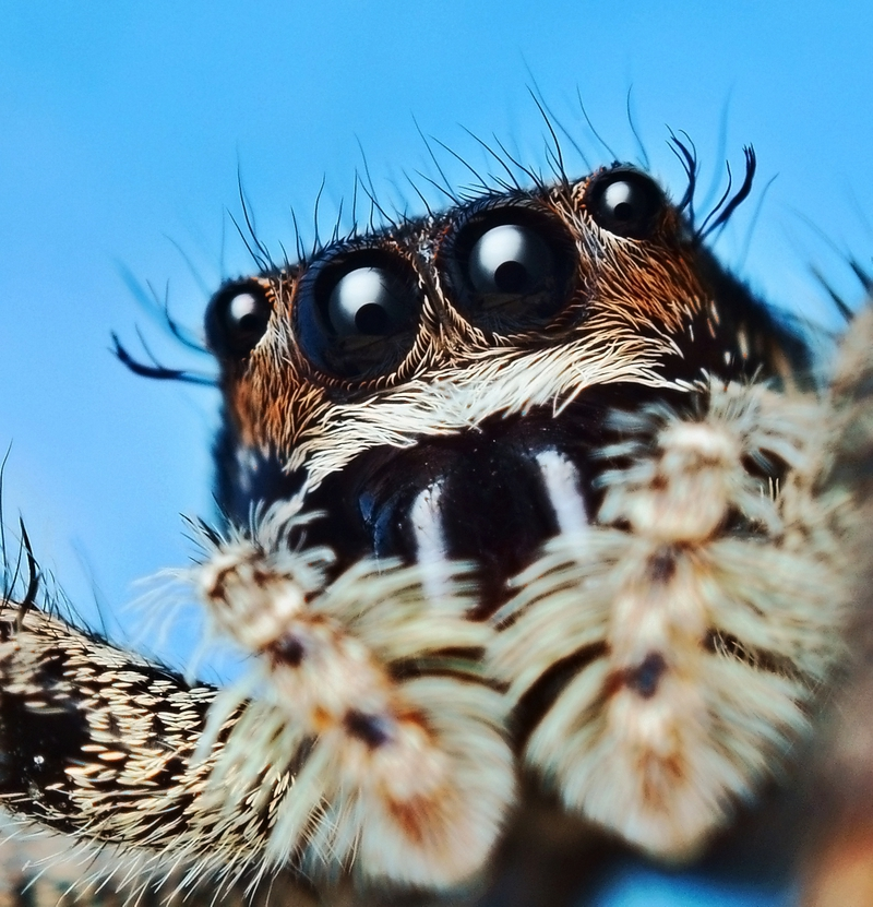 image of Ethology