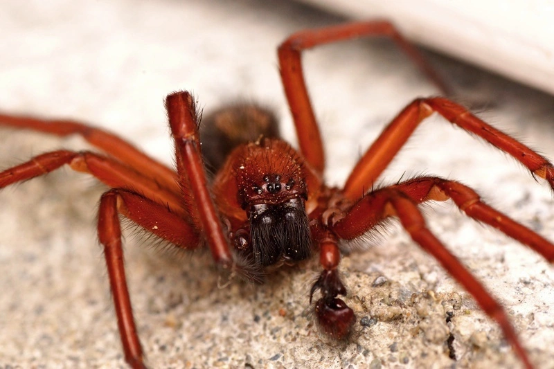 image of Spiders