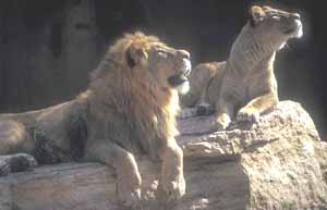 y-lions.jpg