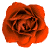 y-rose1.gif