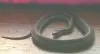 image of A Snake Called Phatlington