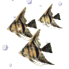 y-fishbubbles.gif