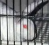 image of Vivisection Science or Insanity