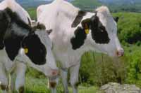 y-cows.jpg