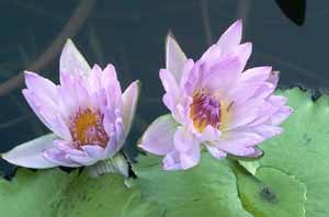 y-lilies.jpg