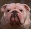 image of Animal Guardianship
