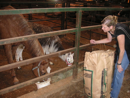 y-twylafeedinghorse.jpg