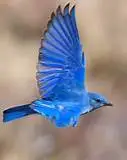 image of Bluebird