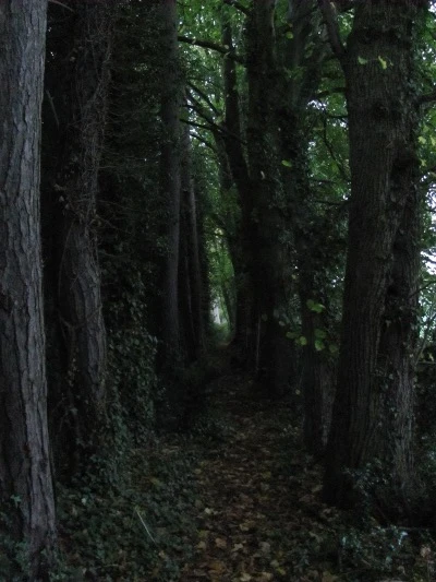 image of Unafraid