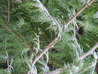 Winter of the Soul