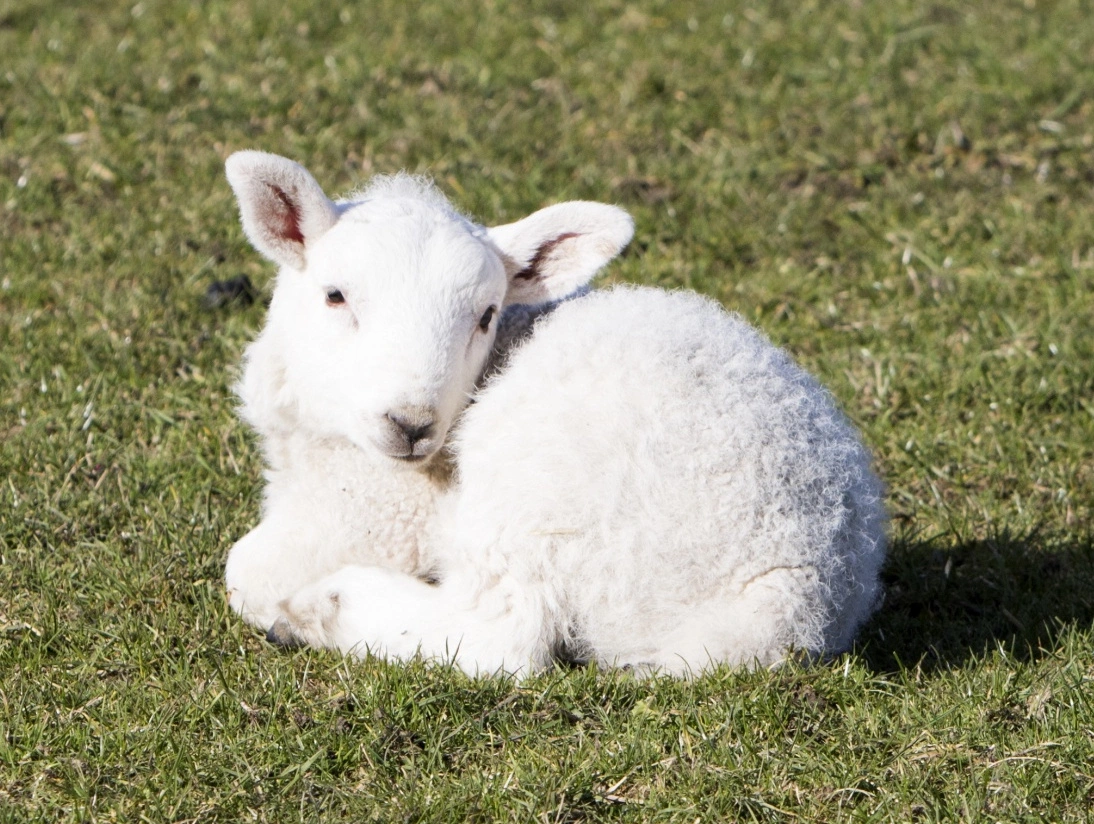 Buddha and the Limping Lamb