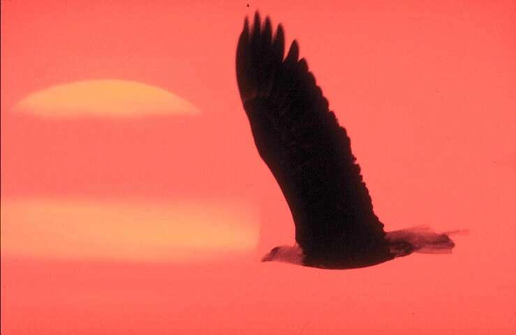 image of Pradbird