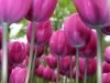 image of Rosalind and the Purple Tulip