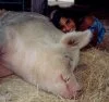 image of Animal Rights and Wrongs