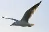 image of Jonathan the Seagull