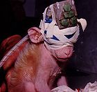 Photo: Britches the monkey with his eyes sewn shut