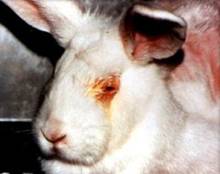 Photo: eye irritancy test on rabbit