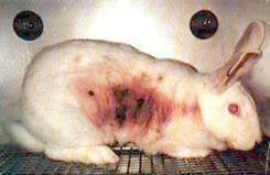 Photo: skin irritancy test on rabbit