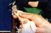 Egg-laying hen beak searing