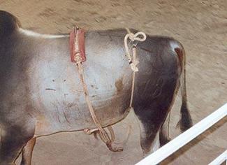 Photo: Bull scarring from a flank strap and spurs