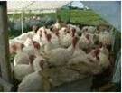 chickens
