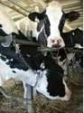 cows