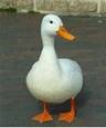 ducks
